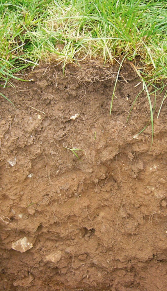 Profile of a medium-textured soil